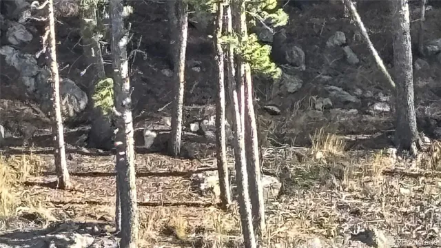 a plant is in a yard