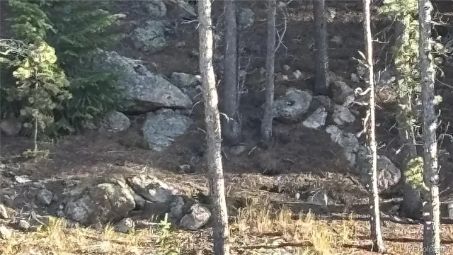 a view of a forest that has a tree