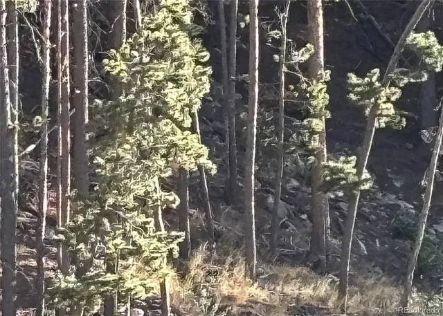 a close up of a tree