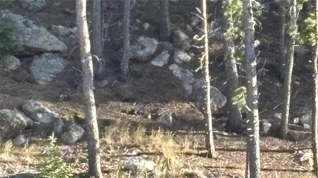 a plant view in yard