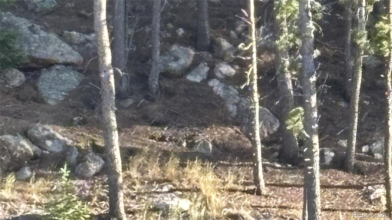 1 Miners Road Black Hawk, CO 80422 - Photo 5 of 16 a close up of a tree