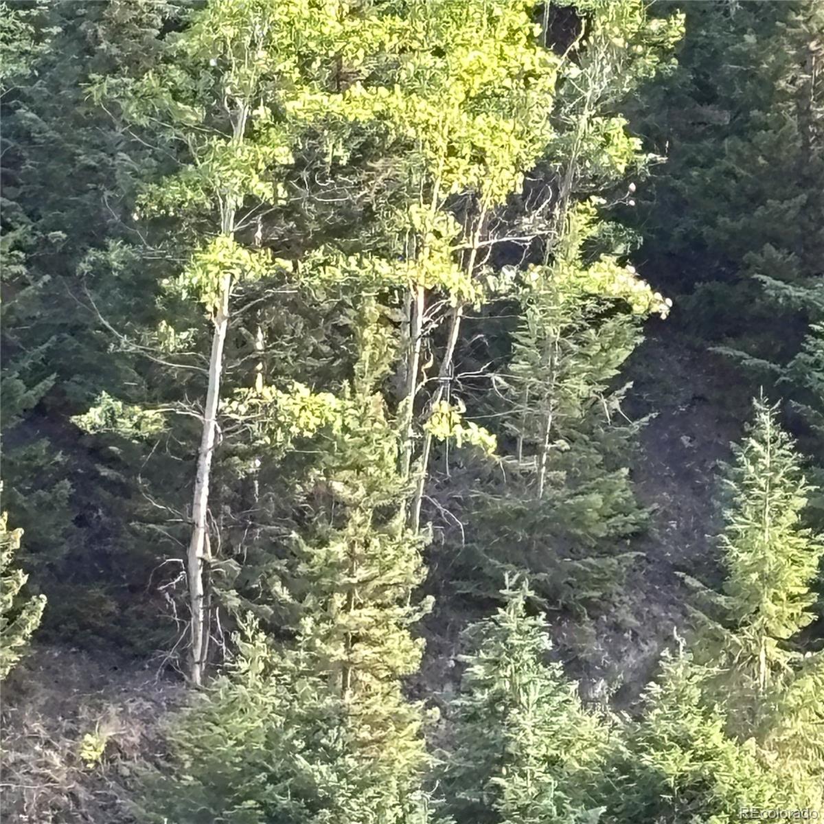 1 Miners Road Black Hawk, CO 80422 - Photo 6 of 16 a plant view in yard