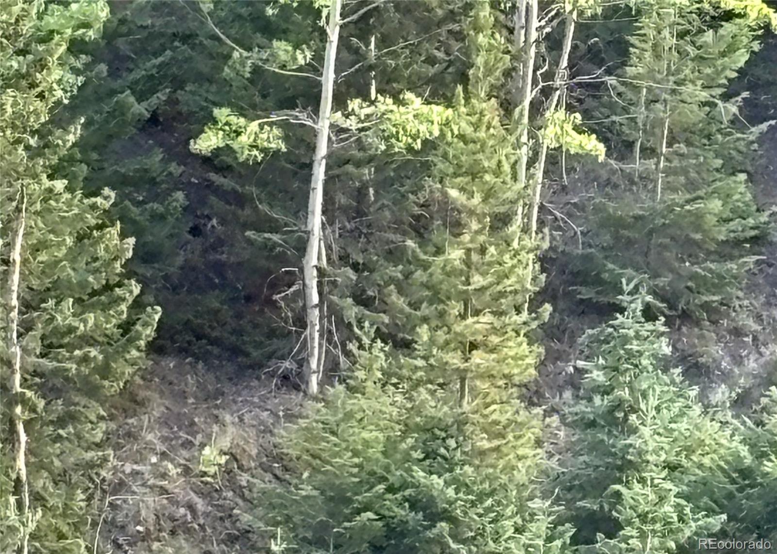 1 Miners Road Black Hawk, CO 80422 - Photo 7 of 16 a view of a plant in a garden