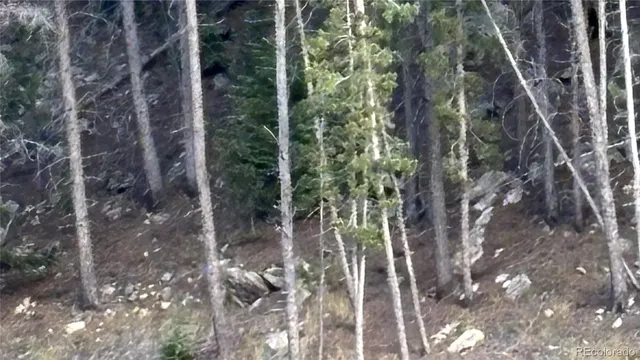 a view of a forest that has a tree