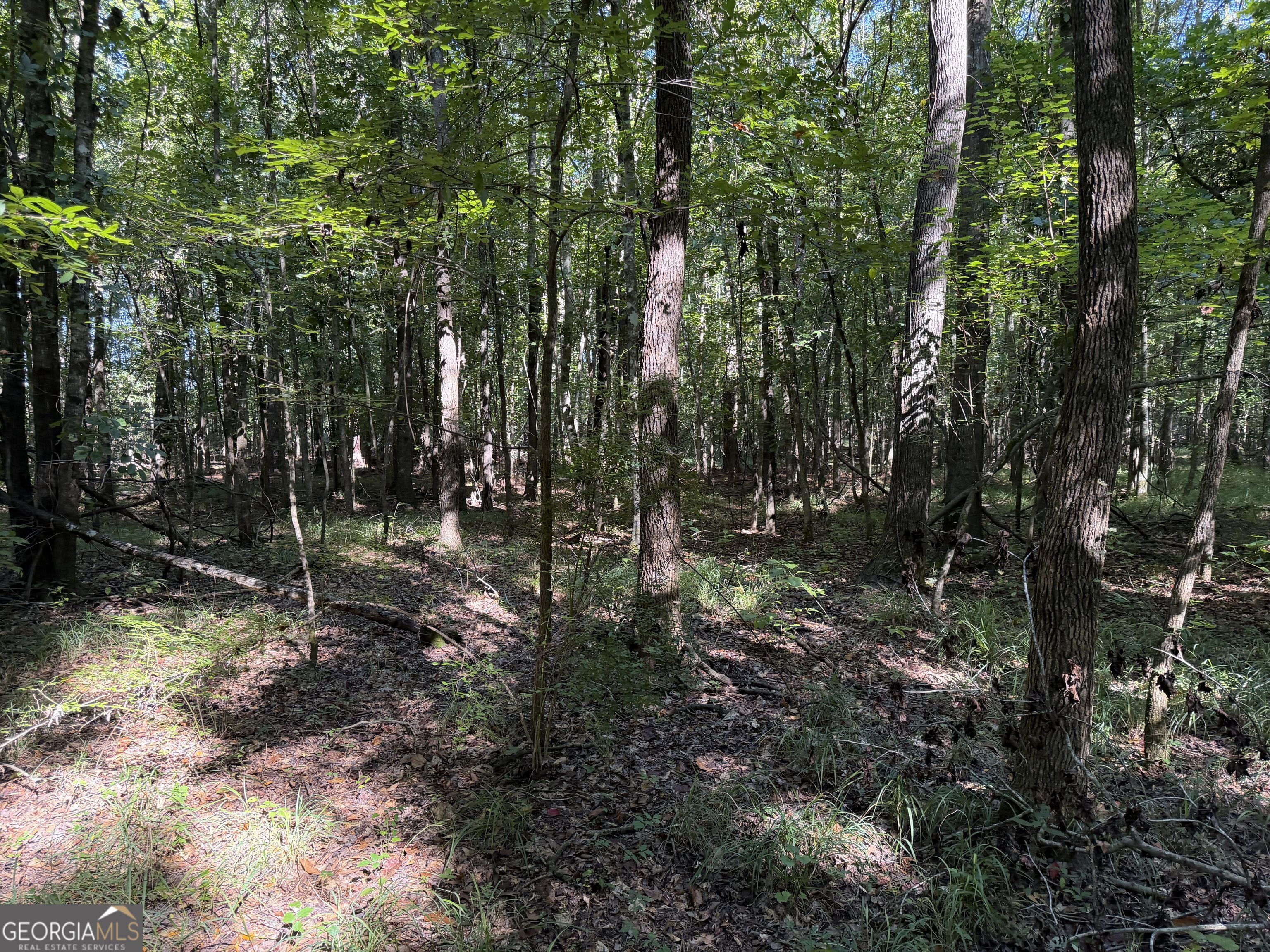 0 Pig Road Bartow, GA 30413 - Photo 16 of 44 Gallery Image 16
