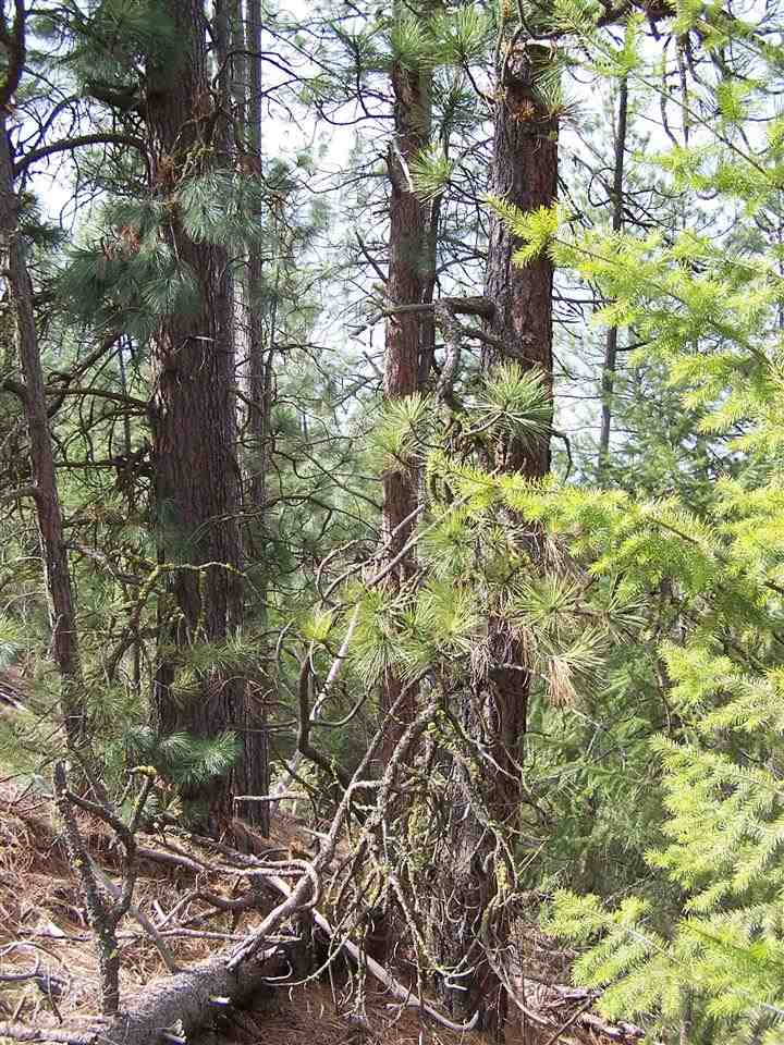 Xxx West Long Lake Road Ford, WA 99013 - Photo 13 of 14 Gallery Image 13