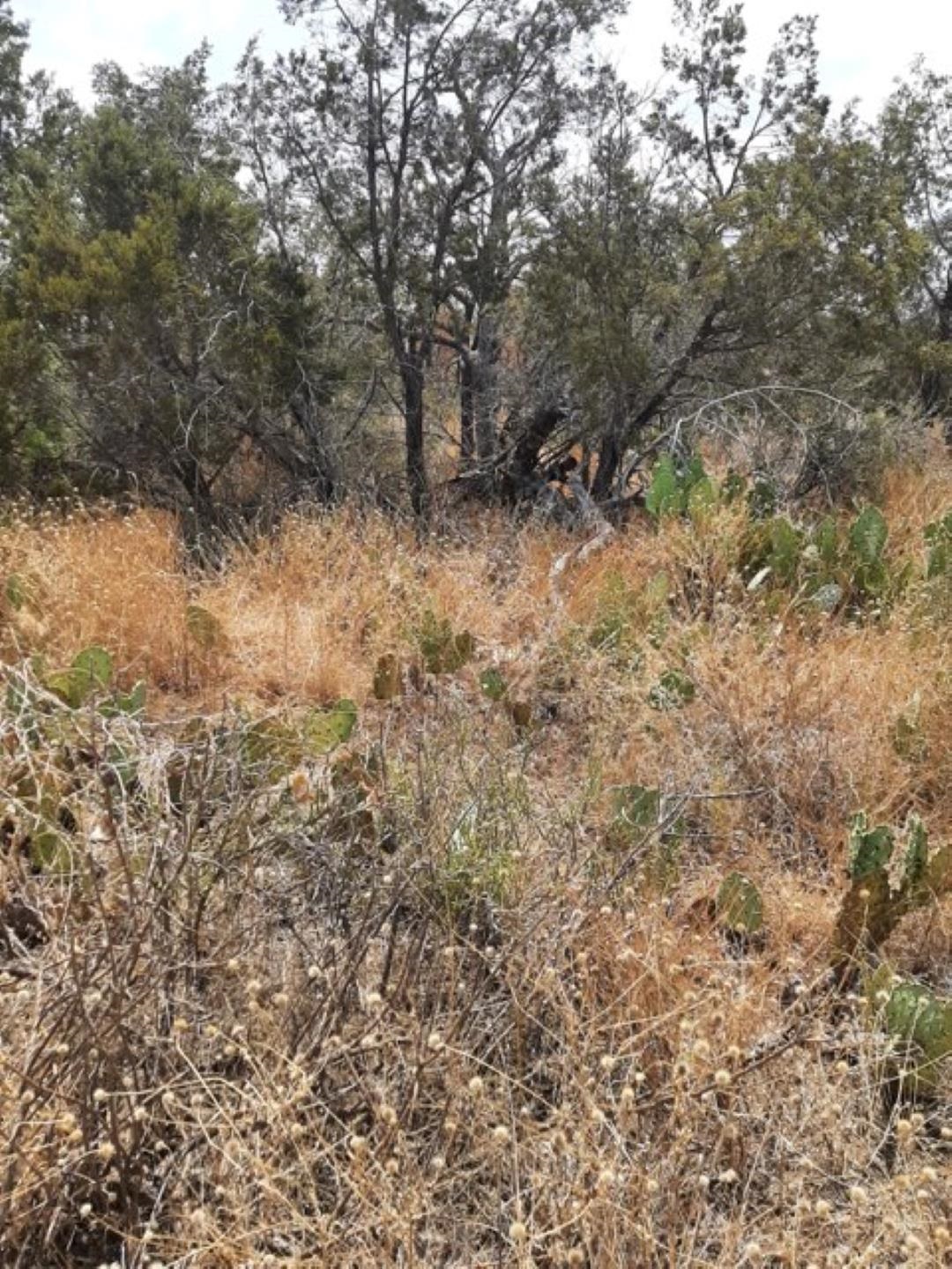Lot 24-26 Radium Burnet, TX 78611 - Photo 1 of 1 a view of a forest with trees in the background