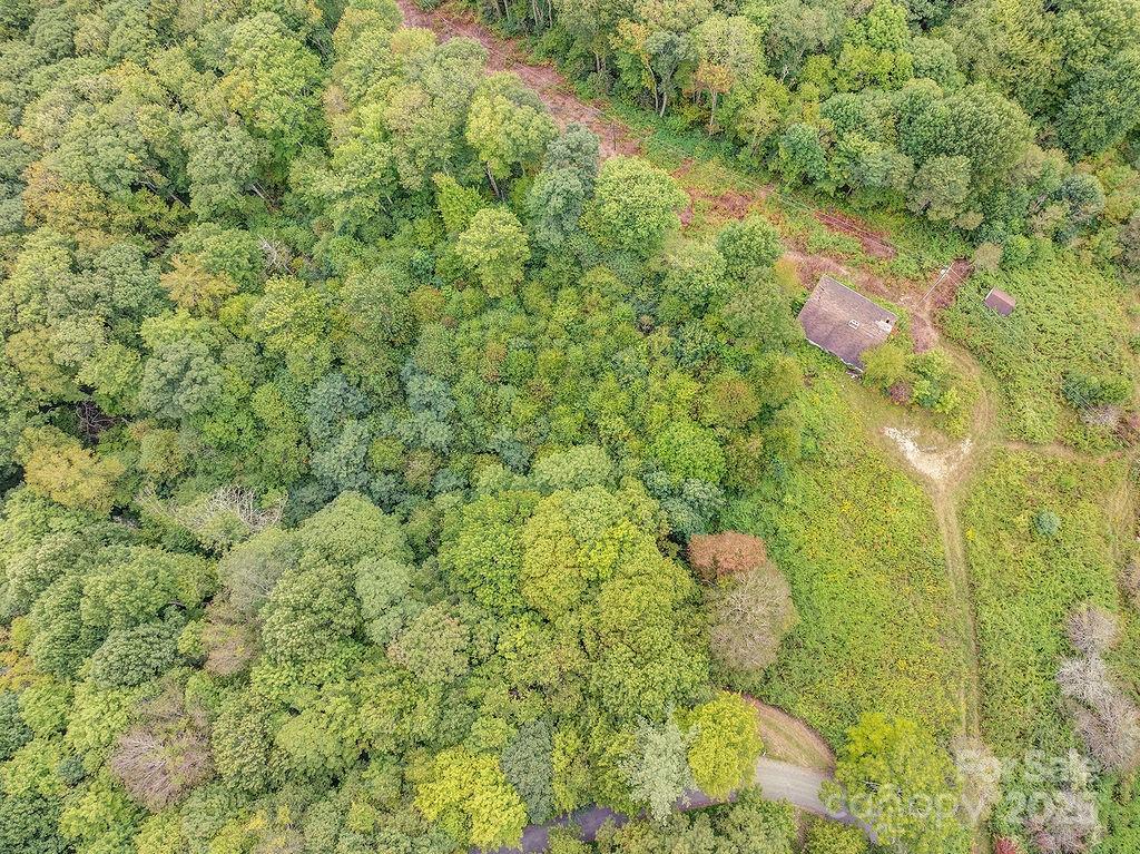 7130 Max Patch Road Hot Springs, NC 28743 - Photo 3 of 6 a close up of a plant in a garden