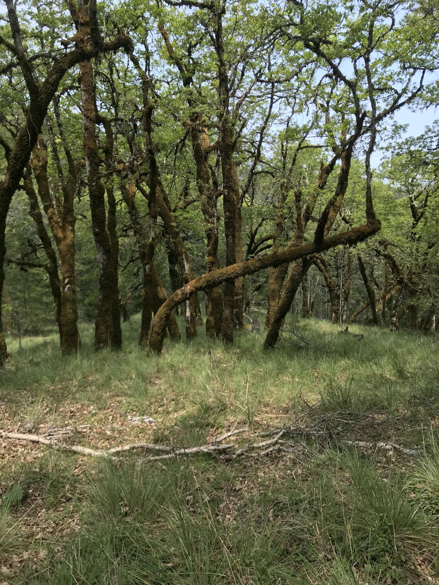 40-acres 40-acres Dugins Mill Road Point Arena, CA 95468 - Photo 22 of 24