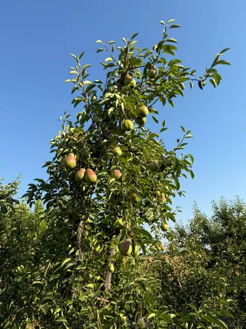 a close up of a plant in a garden
