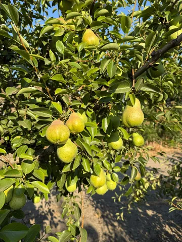 a view of a tree in a bunch of flowers