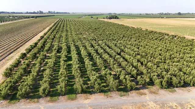 a view of a lake with a yard and large trees