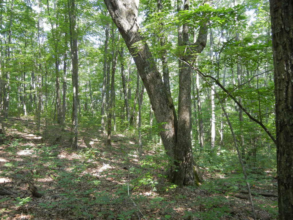 Street Place Loop Loop, Unit 6 Monterey, TN 38574 - Photo 1 of 1 DSCN0350