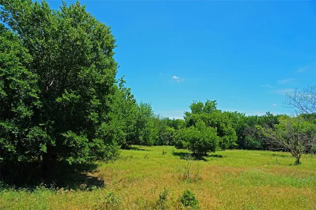 a view of an trees in a garden