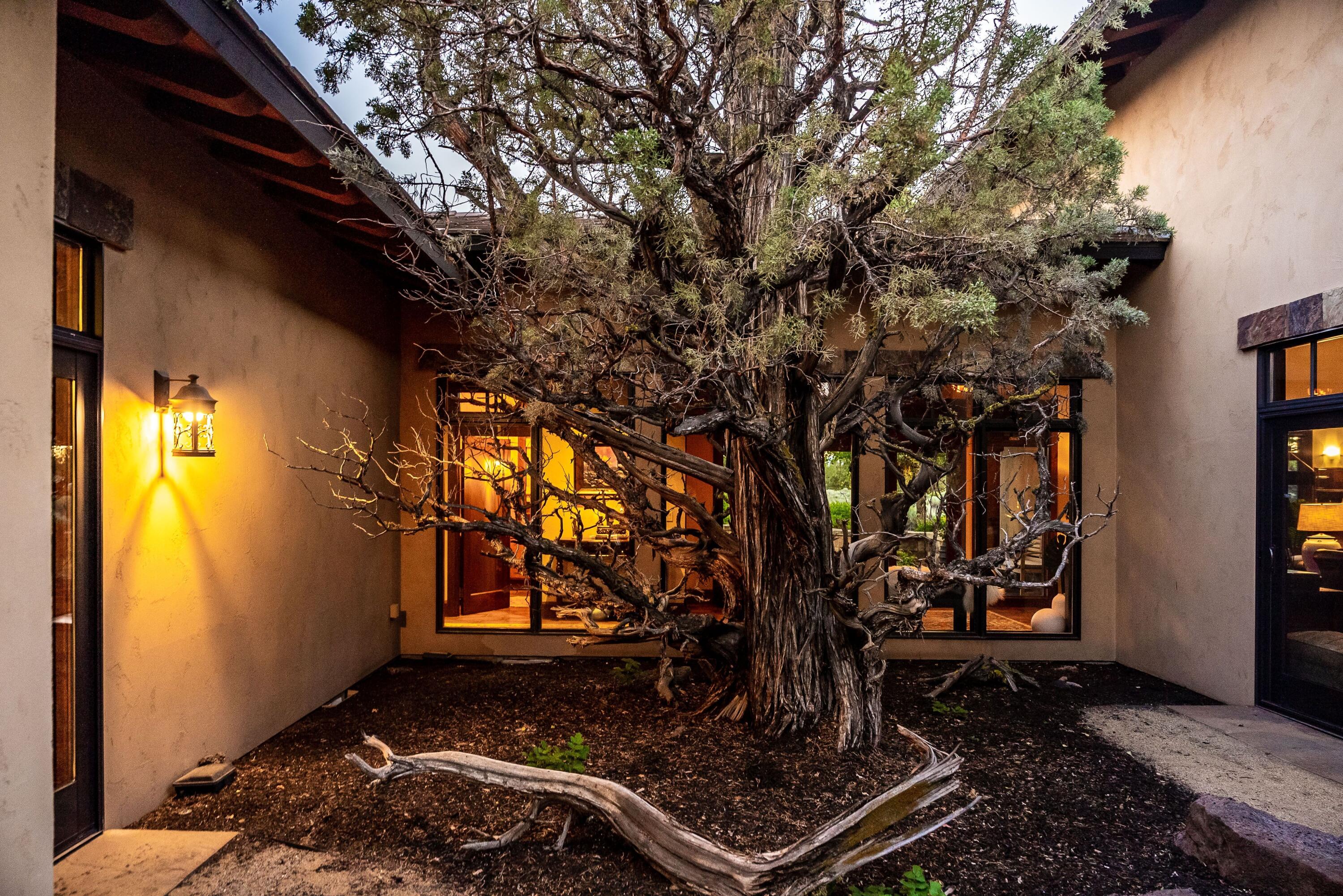 65904 Fazio Ln Bend Bend, OR 97701 - Photo 53 of 63 Ghost Tree at Twilight