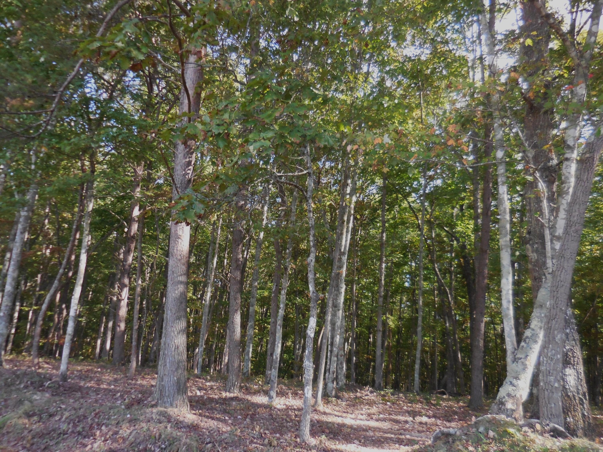 29 Grape Vine Road Crossville, TN 38572 - Photo 29 of 32 Gallery Image 29
