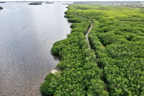 a close up of a plant in a garden