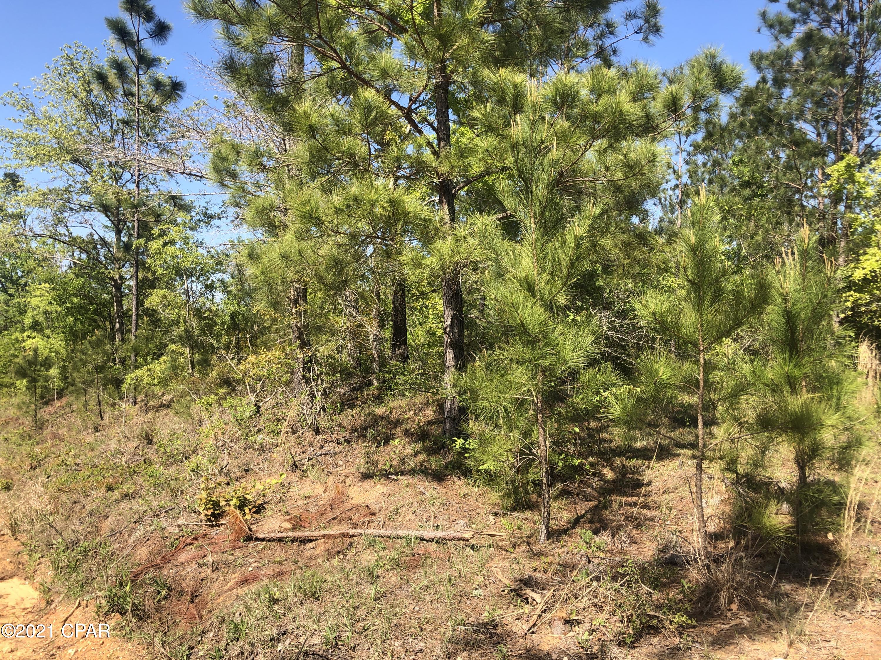 0 Mill Road Cottondale, FL 32431 - Photo 3 of 12