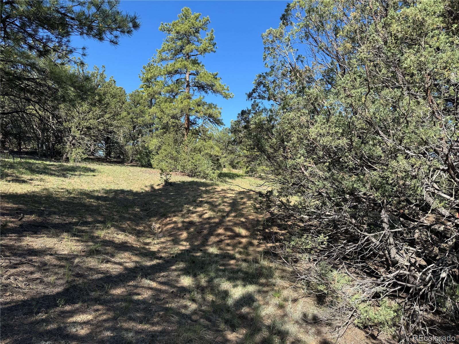 69 Coyote Run Road Cotopaxi, CO 81223 - Photo 8 of 21