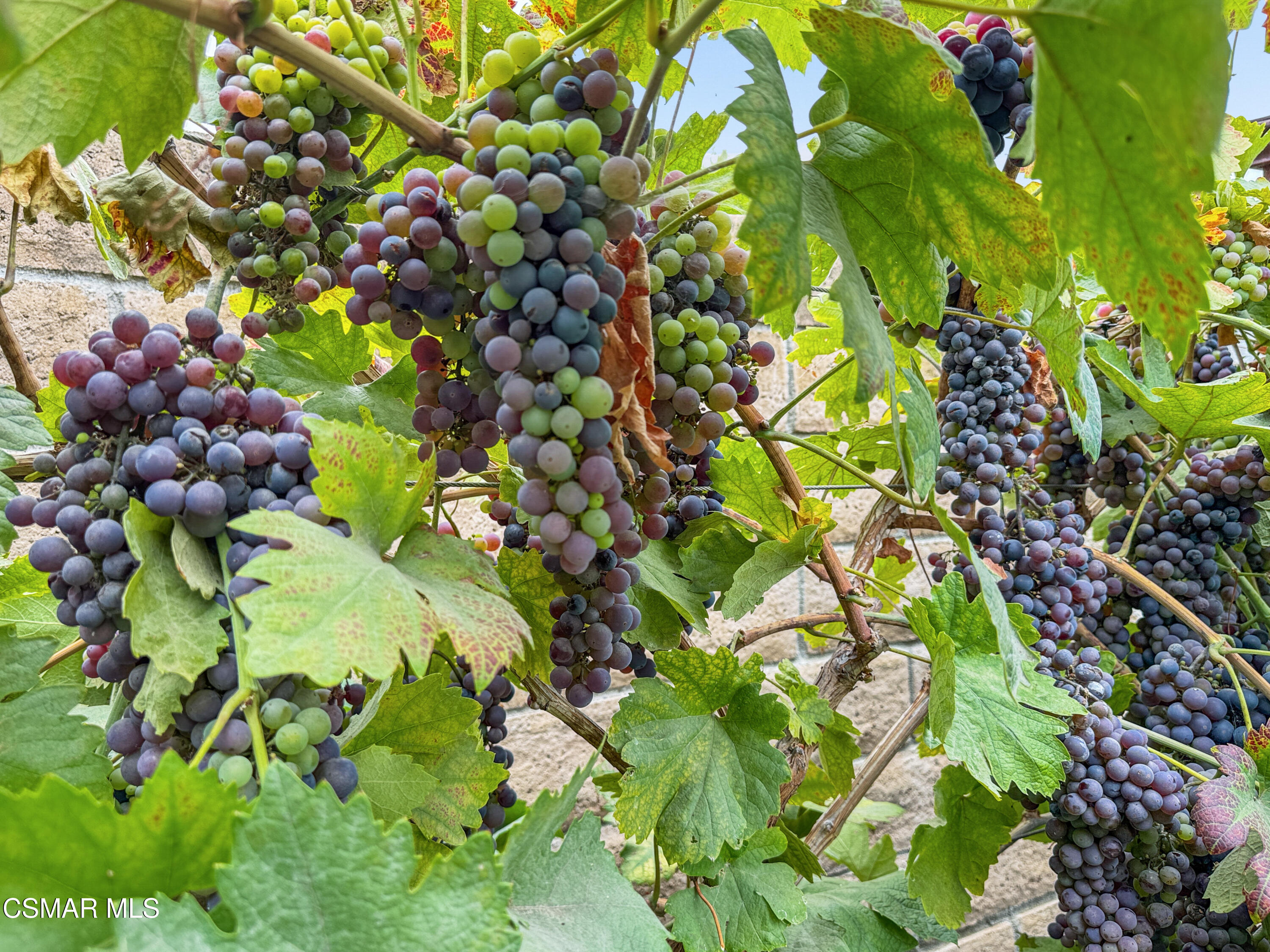 2948 Texas Avenue Simi Valley, CA 93063 - Photo 28 of 32 a view of flowers