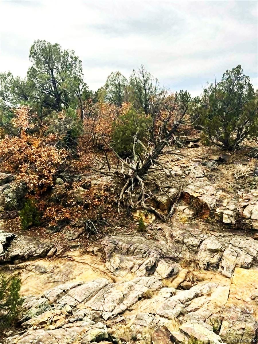 3115 Canyon Heights Road Pueblo, CO 81005 - Photo 31 of 44 a view of a yard