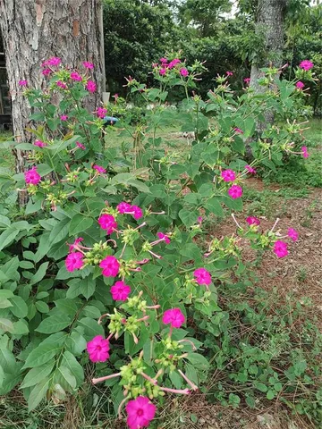 $375,000 | 10342 Shady Drive, Hudson, FL 34669