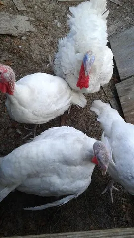 $375,000 | 10342 Shady Drive, Hudson, FL 34669