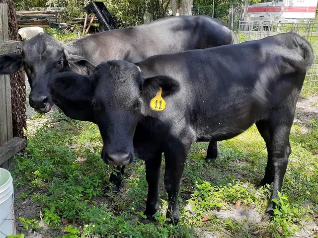 $375,000 | 10342 Shady Drive, Hudson, FL 34669