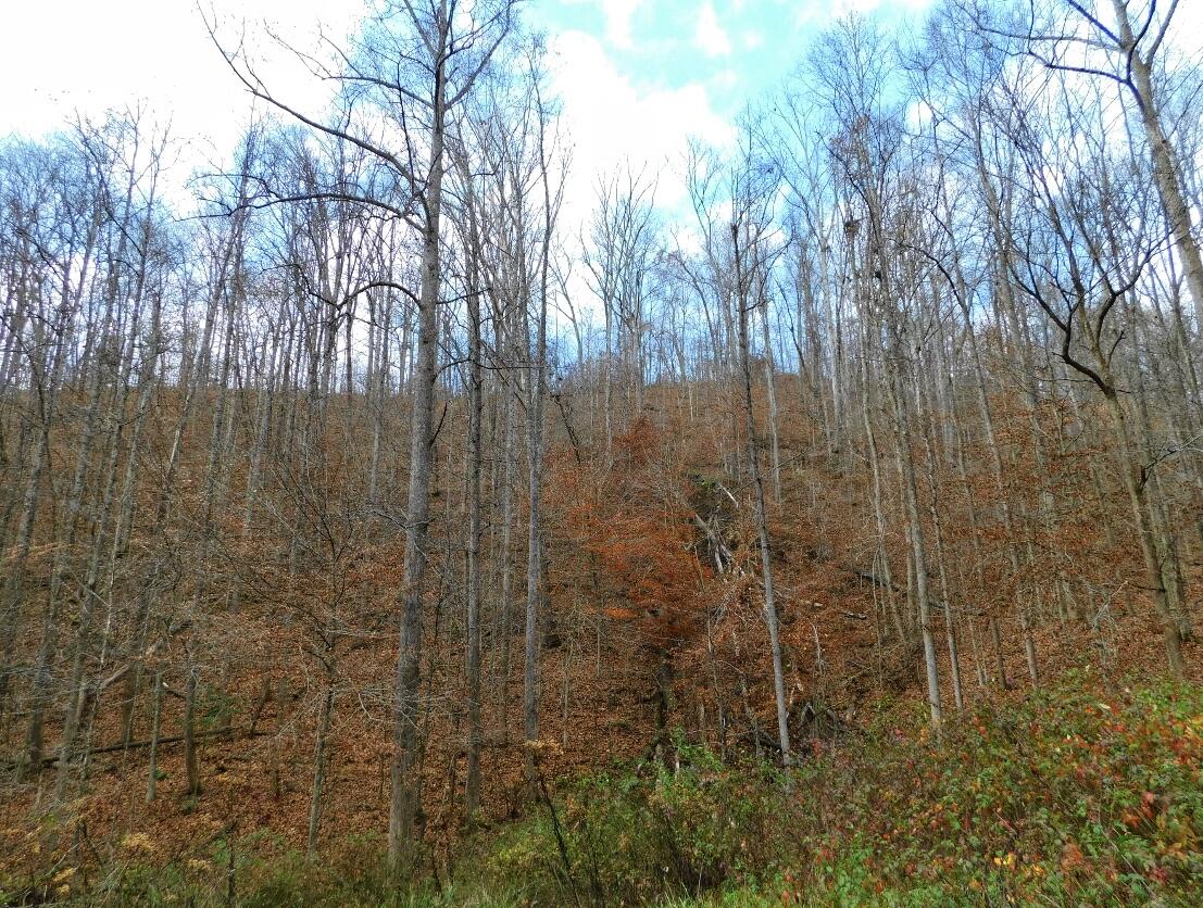 8690 Beattyville Road Jackson, KY 41339 - Photo 103 of 143 8287F38C-0B7F-41CC-90D4-AE4B7CCBA1AC