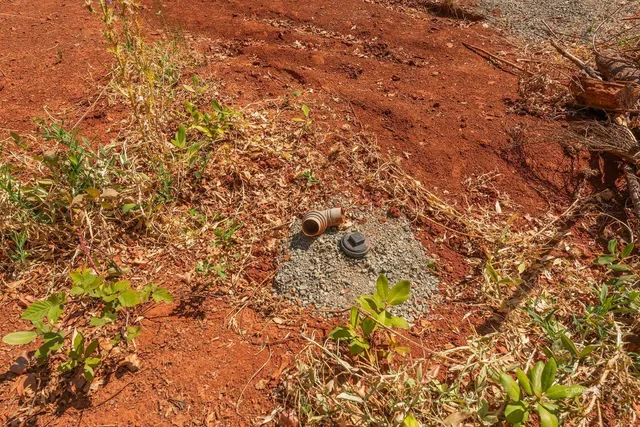 a view of road with large trees