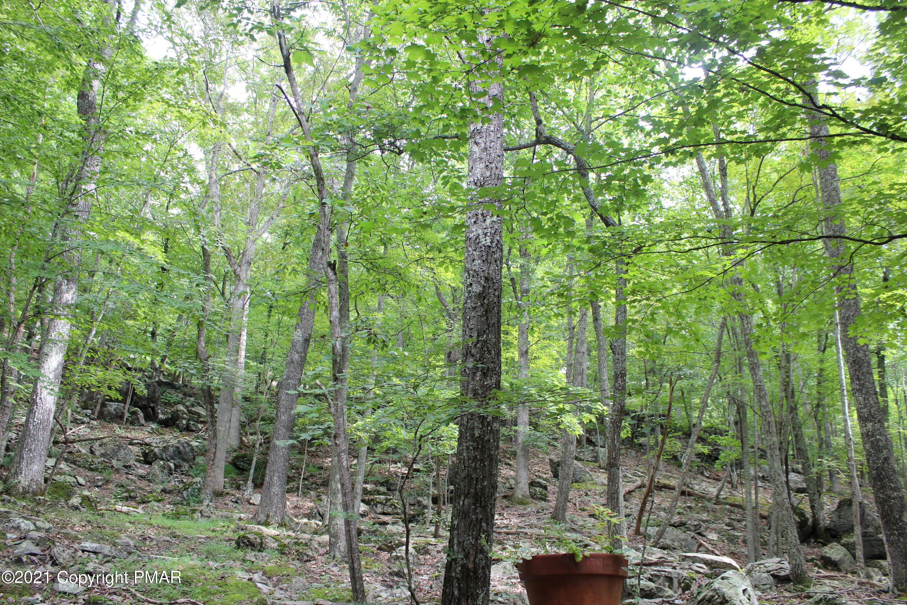 4208 Winchester Way Bushkill, PA 18324 - Photo 41 of 44 a view of a forest with trees