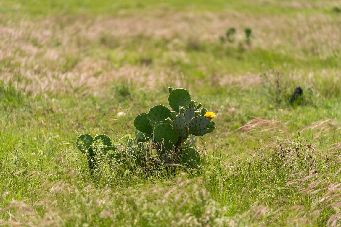 16160 Siler Road Moody, TX 76557 - Photo 13 of 40 a close up of a flower in a garden
