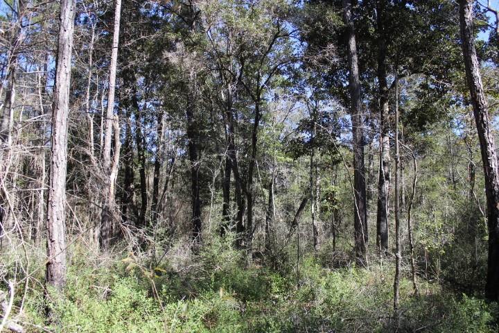 0 Old Gainsville-Pearlington Road Pearlington, MS 39572 - Photo 3 of 9