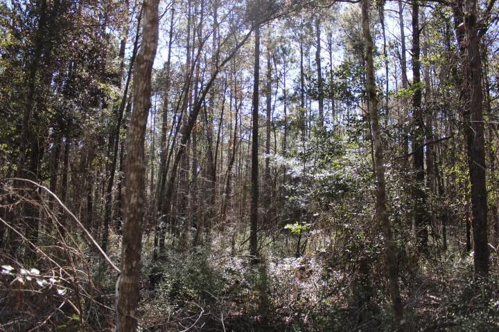 0 Old Gainsville-Pearlington Road Pearlington, MS 39572 - Photo 4 of 9