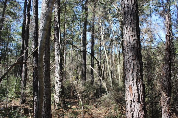 0 Old Gainsville-Pearlington Road Pearlington, MS 39572 - Photo 5 of 9