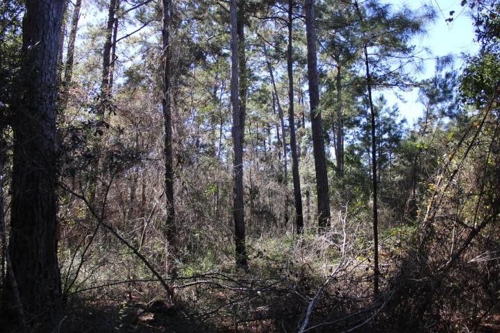 0 Old Gainsville-Pearlington Road Pearlington, MS 39572 - Photo 6 of 9