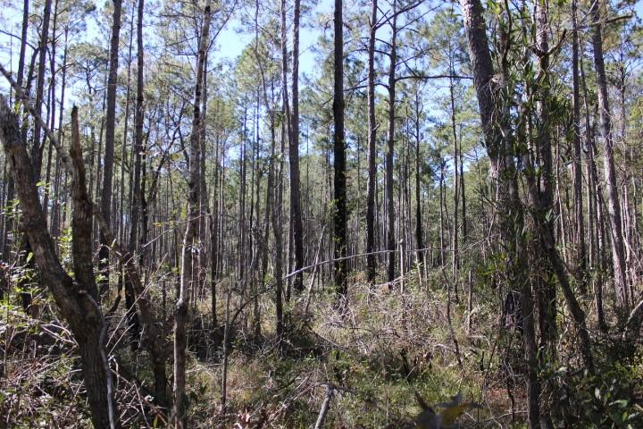 0 Old Gainsville-Pearlington Road Pearlington, MS 39572 - Photo 7 of 9