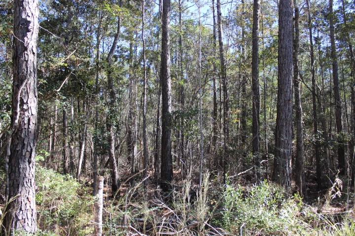 0 Old Gainsville-Pearlington Road Pearlington, MS 39572 - Photo 8 of 9