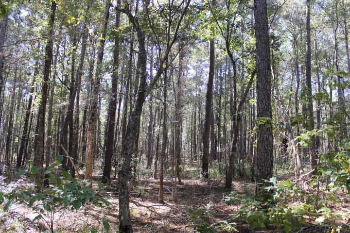 0 Old Gainsville-Pearlington Road Pearlington, MS 39572 - Photo 9 of 9