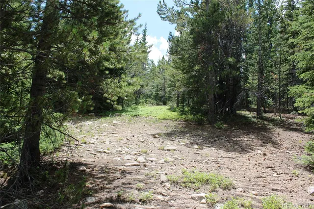 a view of a yard with plants and trees