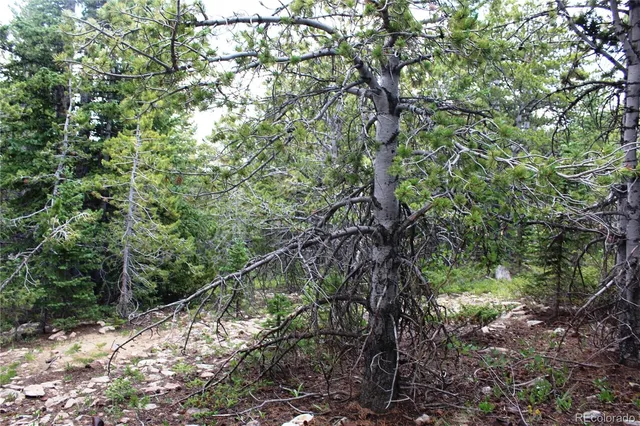 a yard with tall trees