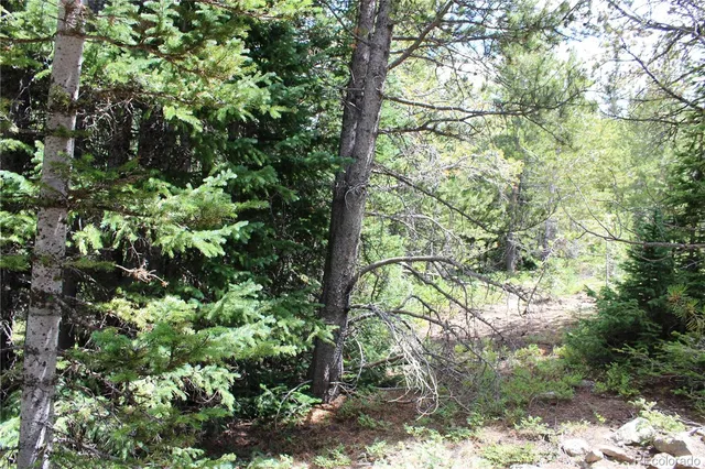 a plant with lots of trees