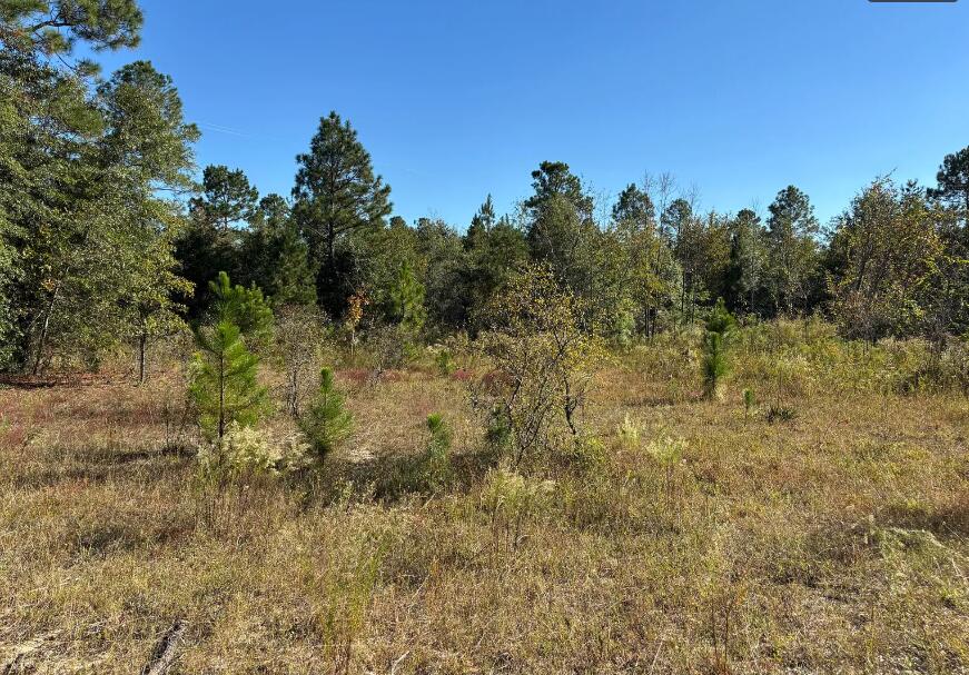 7 B Pearl Bonnett Road Windsor, SC 29856 - Photo 1 of 17 pearl bonnett