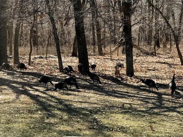 $815,000 | 13782 Northeast State Oo Route, Unit RURAL, Urich, MO 64788