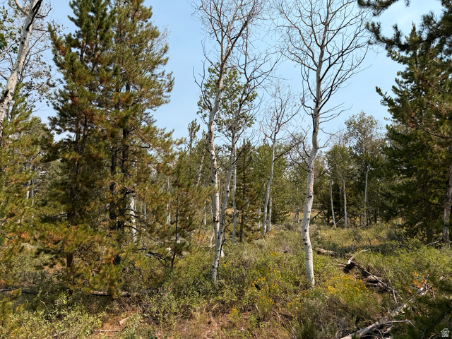 4913 Pinecrest Road Evanston, UT 82930 - Photo 3 of 11 Mature trees and natural ground cover