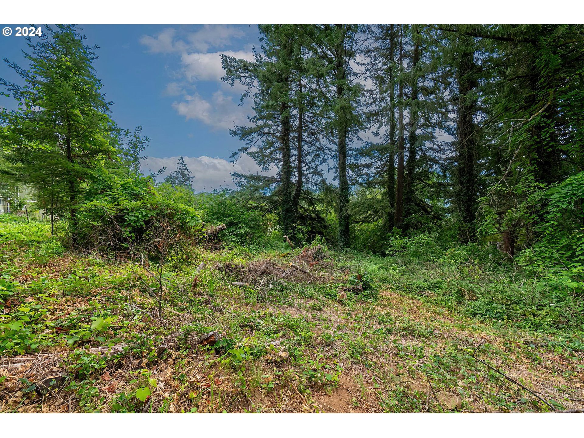 80 Northwest Lasher Road Stevenson, WA 98648 - Photo 4 of 15 a view of a lush green forest