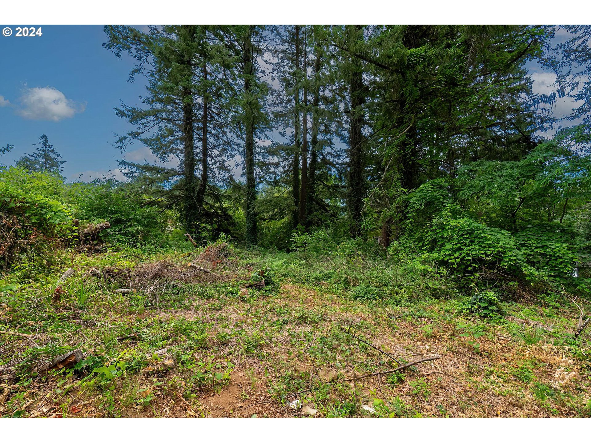 80 Northwest Lasher Road Stevenson, WA 98648 - Photo 5 of 15 a view of a lush green forest