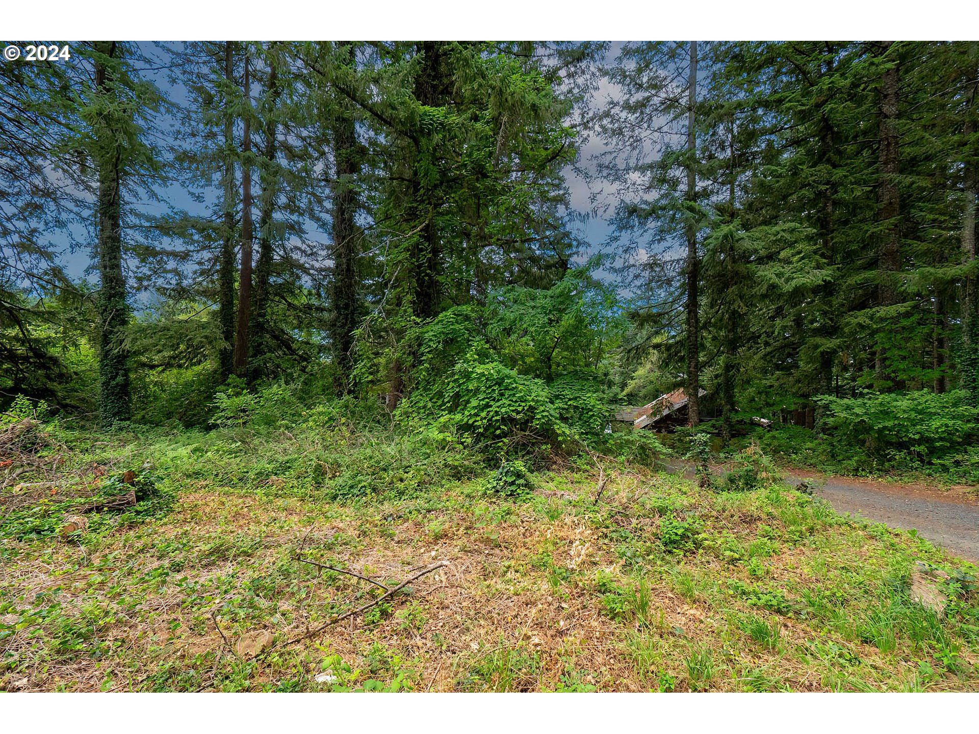 80 Northwest Lasher Road Stevenson, WA 98648 - Photo 6 of 15 a view of a lush green forest