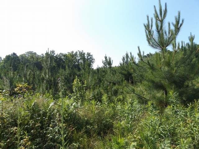 10-ac Star Lake Road Crandon, WI 54520 - Photo 3 of 19 Gallery Image 3