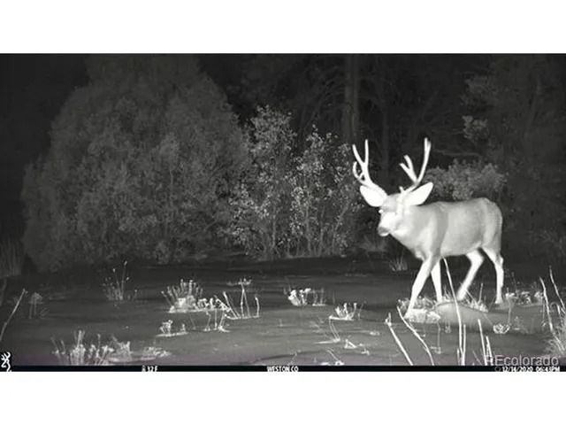 a black and white photo of a house